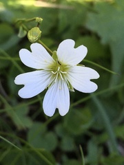 Cerastium glabratum