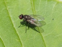 Limnophora maculosa