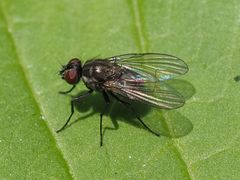 Limnophora maculosa