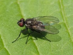 Limnophora maculosa