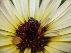 Lasioglossum pectorale