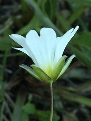 Cerastium glabratum