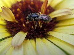 Lasioglossum pectorale