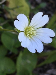 Cerastium glabratum