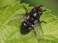 Winthemia quadripustulata
