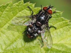 Winthemia quadripustulata