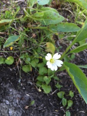 Cerastium glabratum