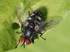 Winthemia quadripustulata