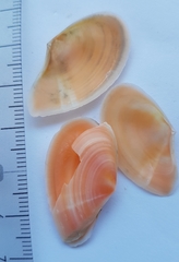 Bosemprella incarnata