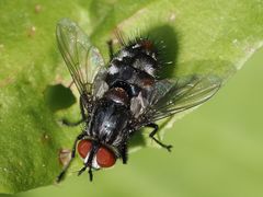 Winthemia quadripustulata
