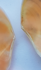 Bosemprella incarnata