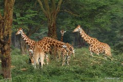Giraffa camelopardalis rothschildi