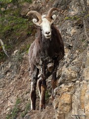 Ovis dalli stonei