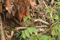 Funisciurus congicus