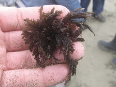 Microcladia borealis