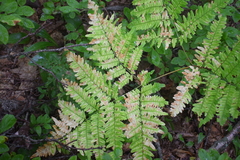 Uredinopsis pteridis