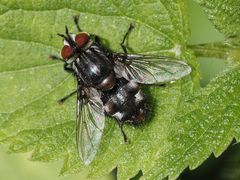 Winthemia quadripustulata