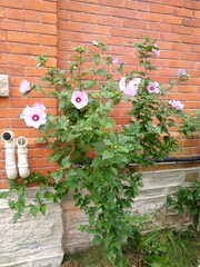 Hibiscus syriacus