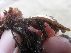 Microcladia borealis