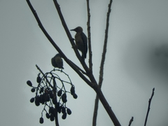 Melanerpes