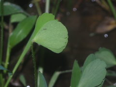 Marsilea crenata