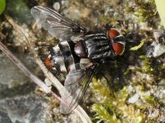 Winthemia quadripustulata