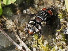 Winthemia quadripustulata