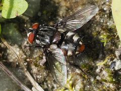 Winthemia quadripustulata