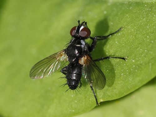 Phania funesta, photo 4 of 10