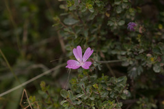 Sidalcea malviflora