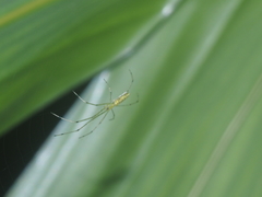 Tetragnatha hasselti