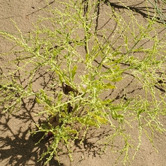 Cycloloma atriplicifolium