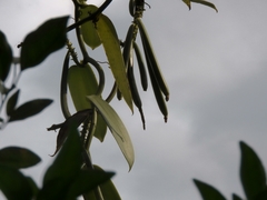 Vanilla planifolia