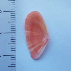 Moerella pulchella