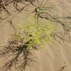 Cycloloma atriplicifolium