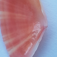 Moerella pulchella