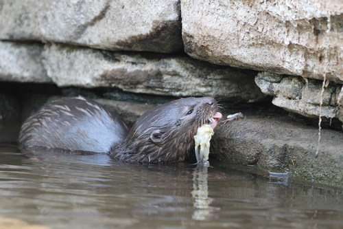 Spotted-necked Otter