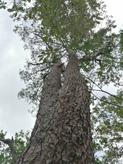 Pinus maximinoi