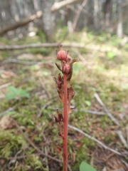 Monotropa hypopitys