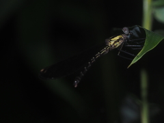 Heliocypha fenestrata