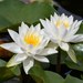 American White Waterlily - Photo (c) lvconrad1977, some rights reserved (CC BY-NC), uploaded by lvconrad1977