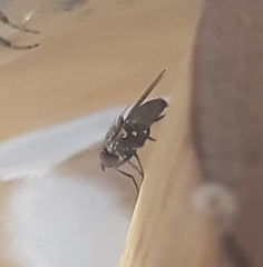 Brachycera