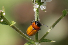 Coptocephala