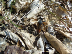 Dasypogon
