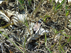Dasypogon
