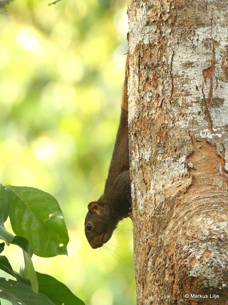 Slender-tailed Squirrel