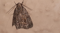 Lepidoptera