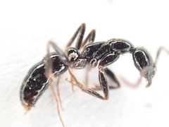 Leptogenys intermedia