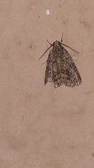 Lepidoptera