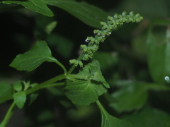 Basilicum polystachyon